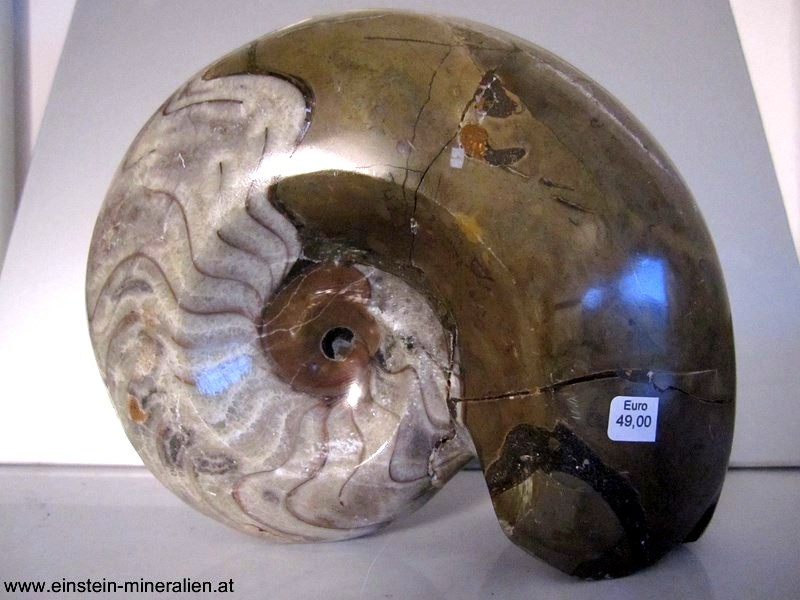 Ammoniten II